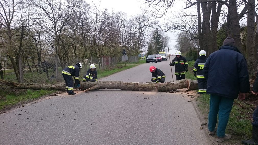 Jesion na kilka godzin zablokował przejazd na drodze powiatowej  relacji Stara Wieś – Goszczyn