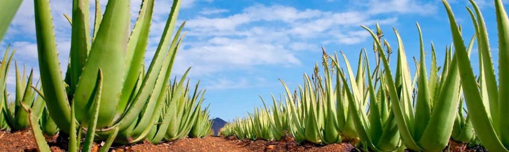 Aloes dla zdrowia i na piękną skórę